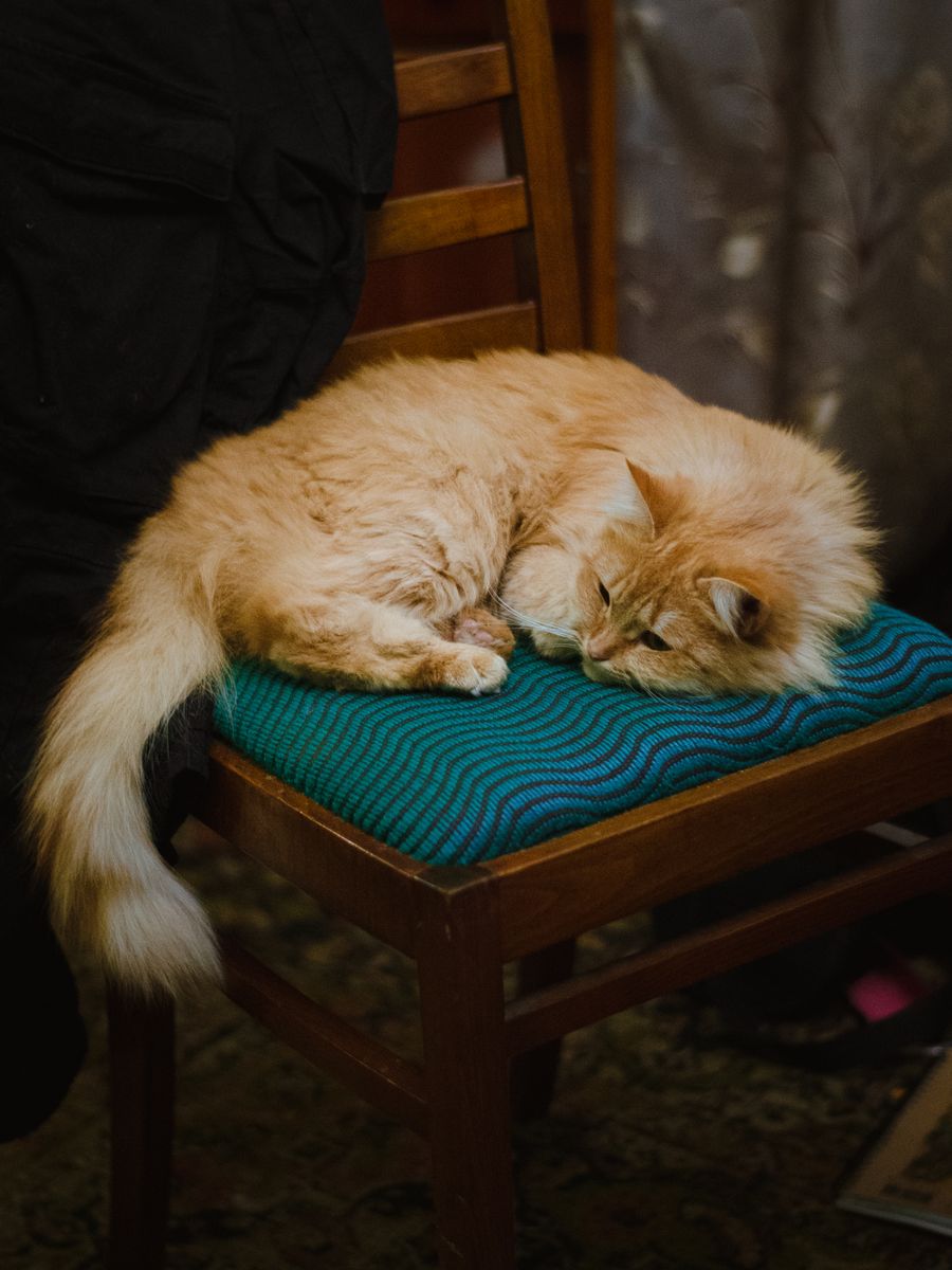 Gato de pelo largo en una silla — foto temporal de banco (Pexels, Nikita Vinogradov)