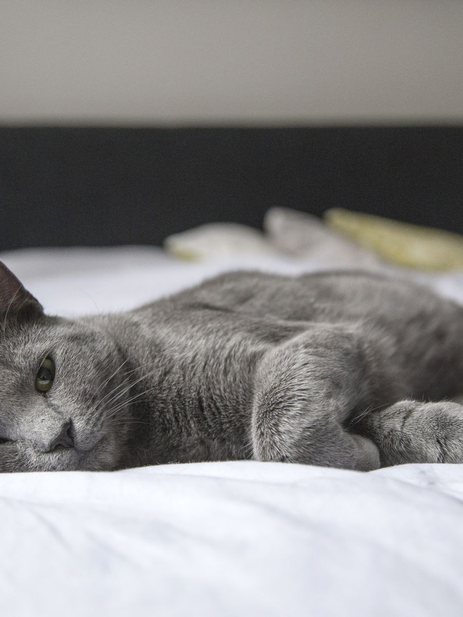 Gato gris sobre la cama — foto temporal de banco (Pexels, Pixabay)