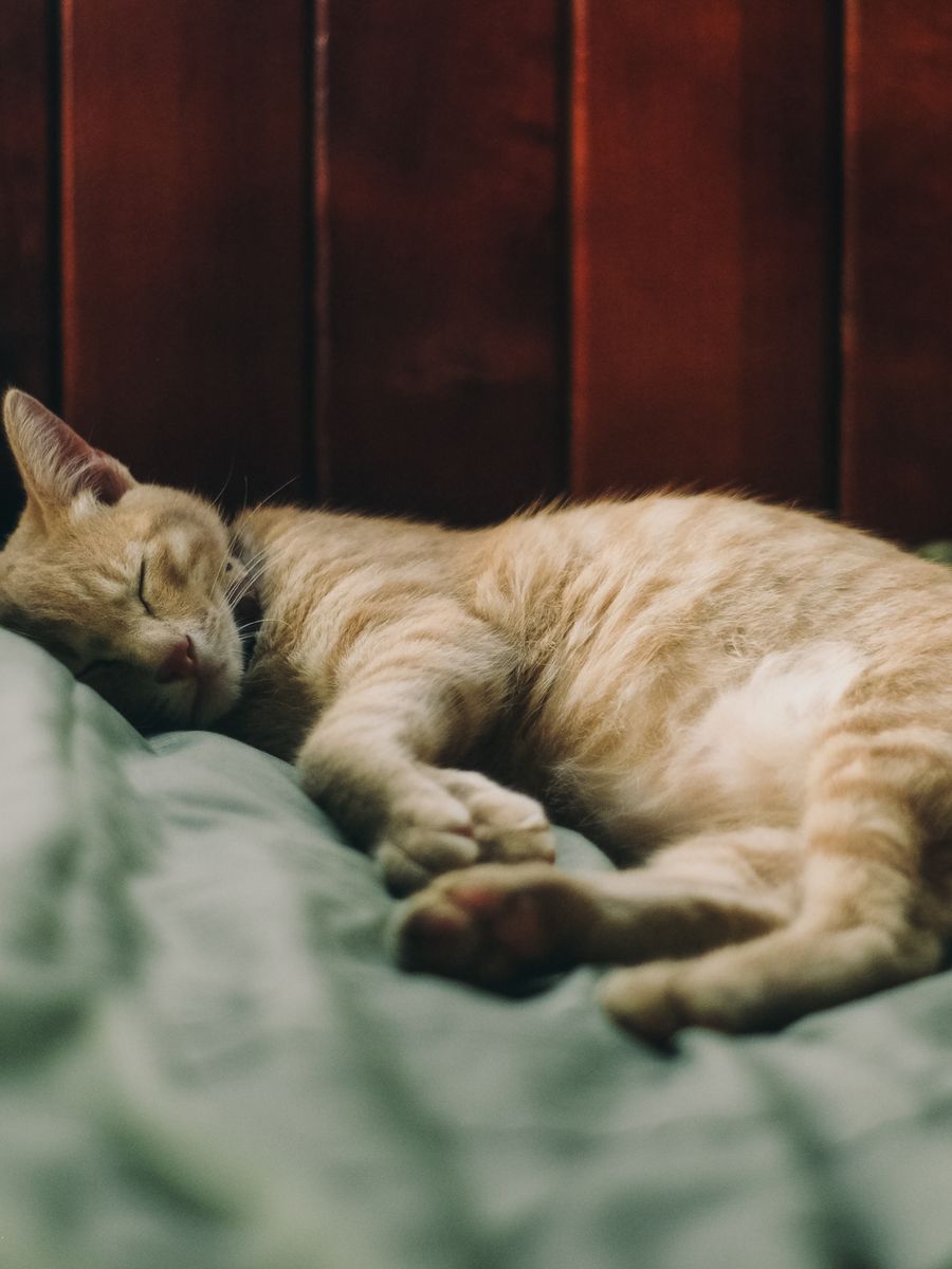 Gato naranja atigrado — foto temporal de banco (Pexels, Dang Nhan)