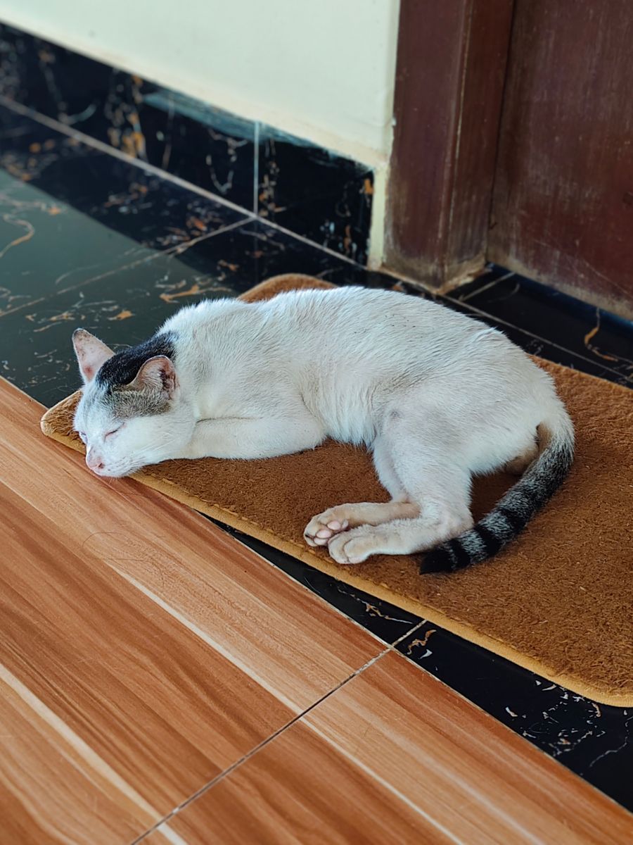 Gato durmiendo en casa — foto temporal de banco (Pexels, Channabo Yos)