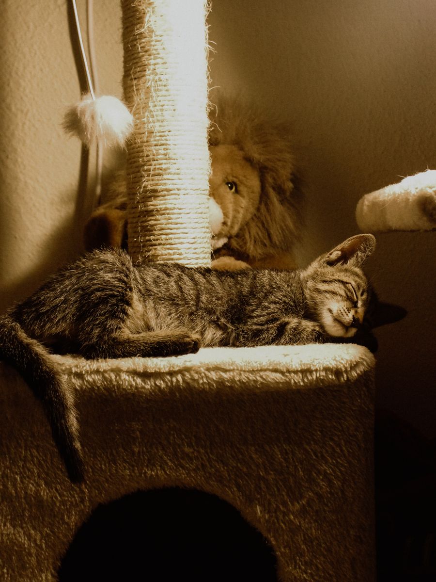 Gato en rascador — foto temporal de banco (Pexels, Zarifl Avin)
