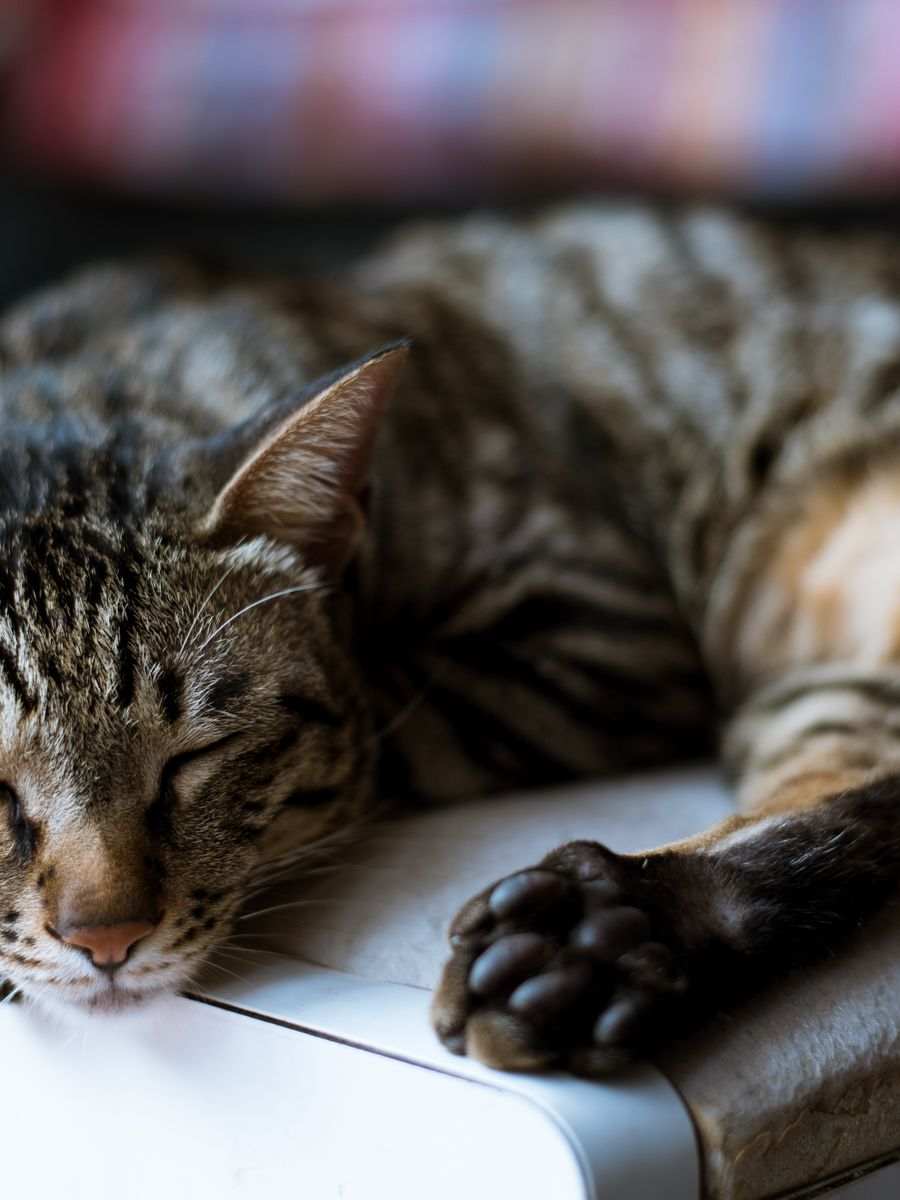 Gato atigrado — foto temporal de banco (Pexels, Abby Chung)